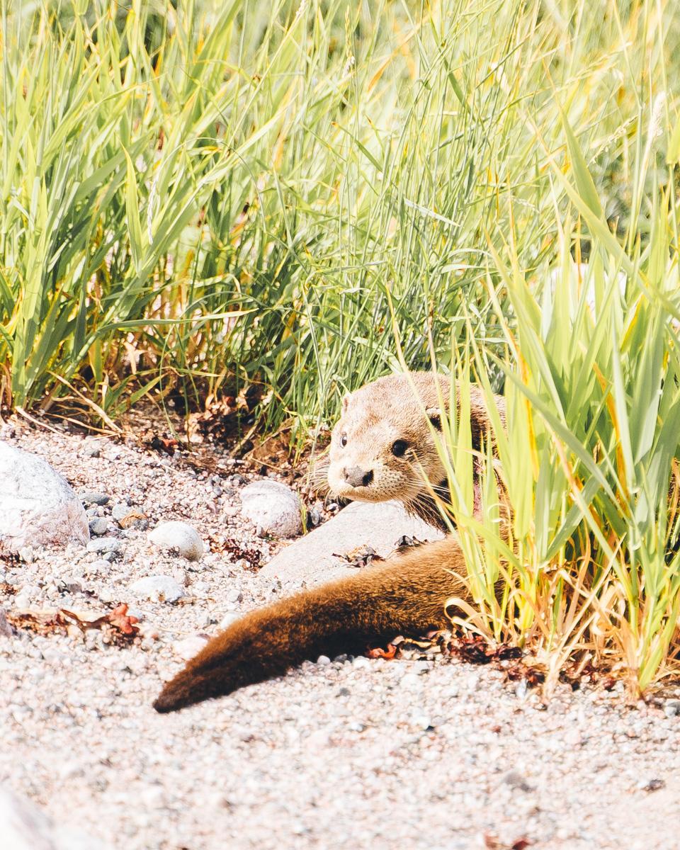 Örö saari