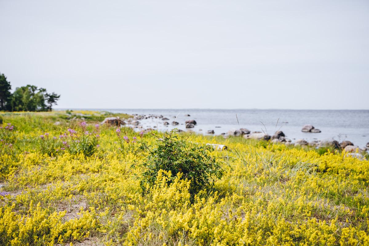 Örö saari