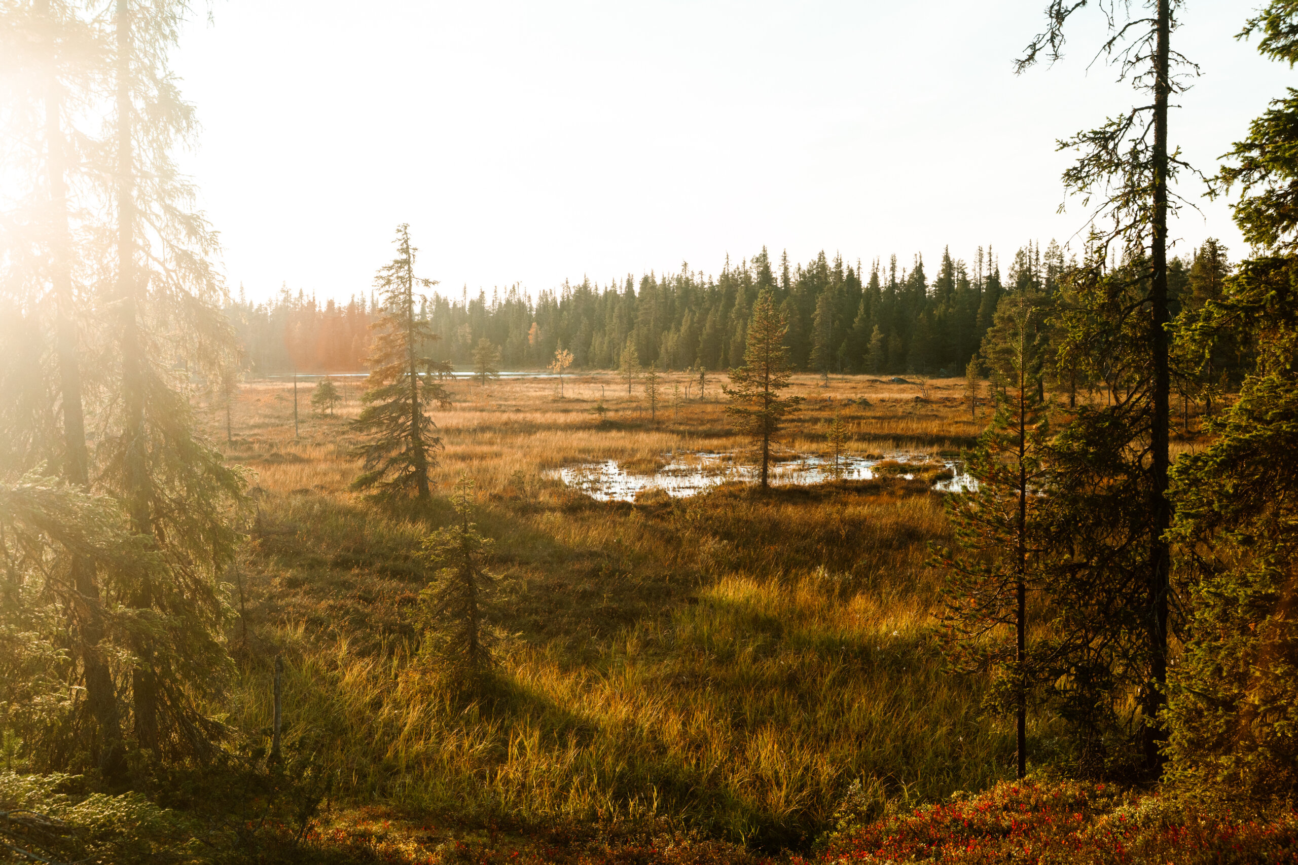 Hammastunturi vauvavaellus